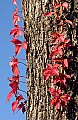 DSC_5480 virginia creeper, Cades Cove.jpg