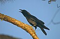 DSC_5495 crow.jpg
