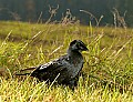 DSC_5513 crow.jpg