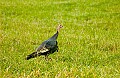 DSC_5516 tom turkey horizontal.jpg