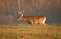 DSC_5528 Buck in Early Evening light.jpg