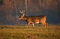 DSC_5529 buck walking across field.jpg