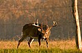 DSC_5534 10-14 point deer, Cades Cove.jpg