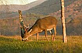DSC_5538 10-14 point buck under barb wire.jpg