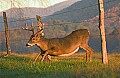DSC_5539 10 point buck crawls under barb wire.jpg