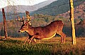 DSC_5539 10 point buck under barb wire fence.jpg