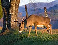 DSC_5541 10-14 point whitetail buck.jpg