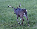 DSC_5543 whitetail buck.jpg