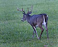 DSC_5544 whitetail buck.jpg