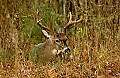 DSC_5549 buck in grass.jpg