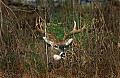 DSC_5551 whitetail buck.jpg