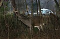 DSC_5552 buck looking at traffic.jpg