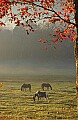 DSC_5567 horses in the fog.jpg