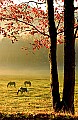DSC_5569 Fall Color, Horses, Cades Cove.jpg
