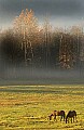 DSC_5571 Fog, Horses, Cades Cove.jpg