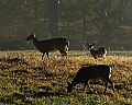 DSC_5607 three does.jpg