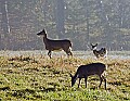 DSC_5609 three does.jpg