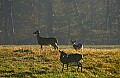 DSC_5610 Does on Alert, Cades Cove.jpg
