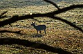 DSC_5616 silhouetted doe in fog.jpg