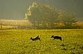 DSC_5623 whitetail does cross field.jpg