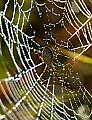 DSC_5638 spider and web.jpg