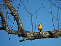 DSC_5646 Meadowlark.jpg