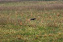 _MG_4004 coyote.jpg
