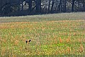 _MG_4015 coyote.jpg