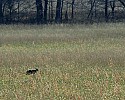 _MG_4022 coyote.jpg