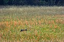 _MG_4027 coyote.jpg