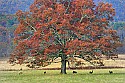 _MG_4080 cades cove.jpg