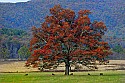 _MG_4085 cades cove.jpg