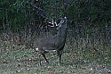 _MG_4129 8-point buck marking territory.jpg