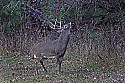 _MG_4131 8-point buck marking territory.jpg