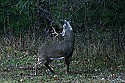_MG_4147 8-point buck marking territory.jpg