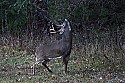 _MG_4150 8-point buck marking territory.jpg