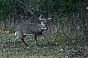 _MG_4159 8-point buck marking territory.jpg