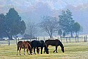 _MG_4181 horses and mules in fog.jpg