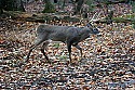 _MG_4199 7-point buck.jpg