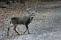 _MG_4217  7-point buck 1.jpg
