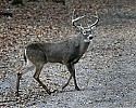 _MG_4217 7-point buck.jpg