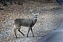 _MG_4219 7-point buck.jpg