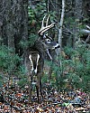 _MG_4239 7-point buck.jpg