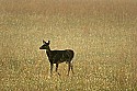 _MG_4268 doe in field.jpg