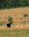 _MG_4378 spike buck.jpg