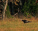 _MG_4392 tom turkey.jpg