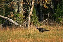 _MG_4396 tom turkey.jpg