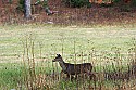 _MG_4532 doe in field.jpg