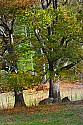 _MG_4585 trees in cades cove.jpg