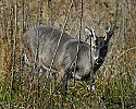 _MG_4622 4-point buck.jpg